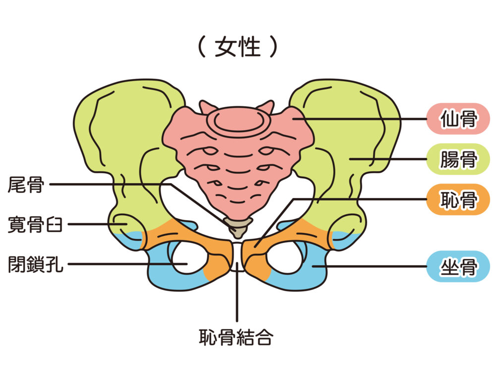 股関節の構造